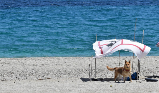 Schönste Hundestrände Sardinien